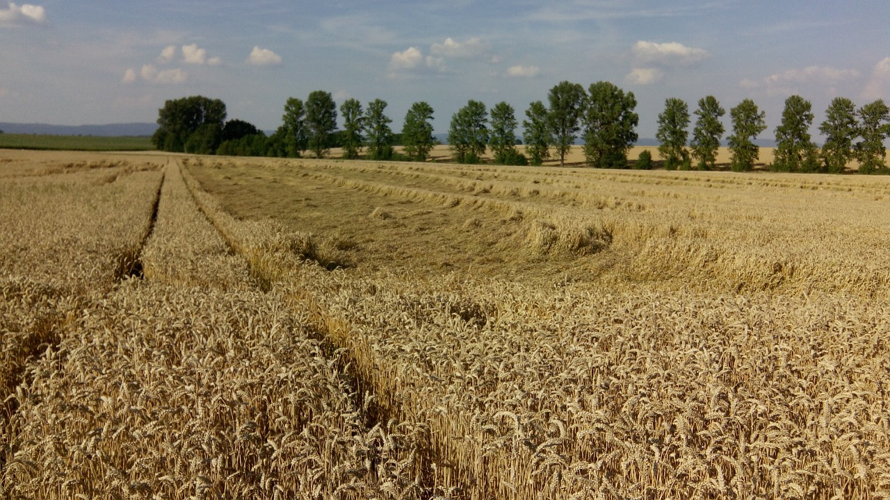 cornfield wheat field harvest free photo