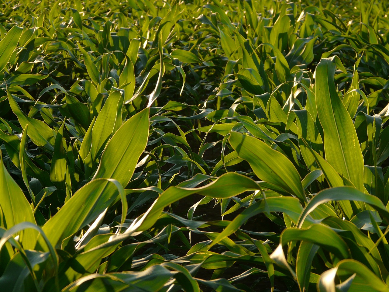 cornfield corn leaves corn free photo