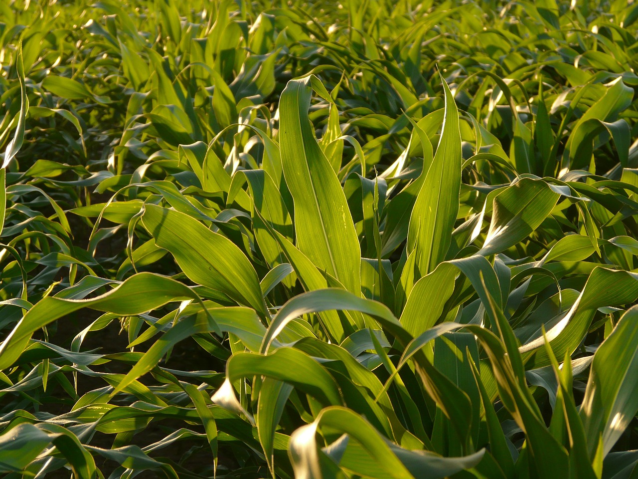 cornfield corn leaves corn free photo