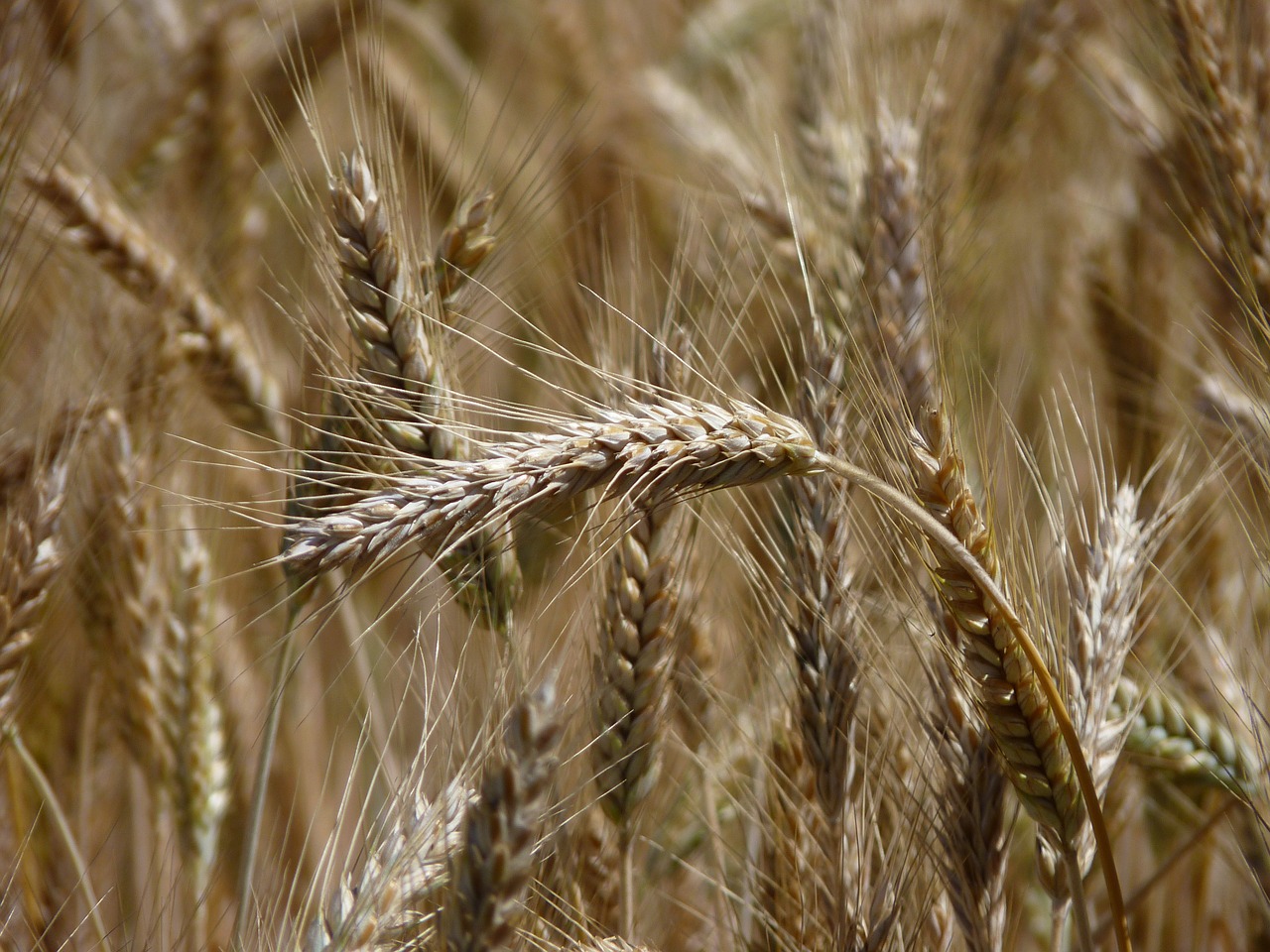 cornfield ear harvest free photo