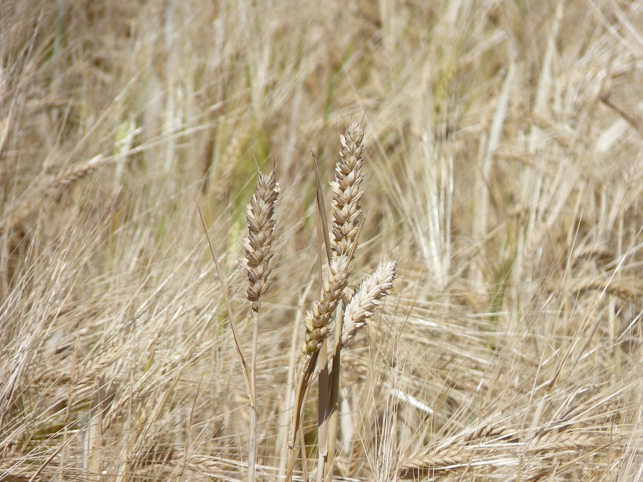 cornfield cereals ear free photo