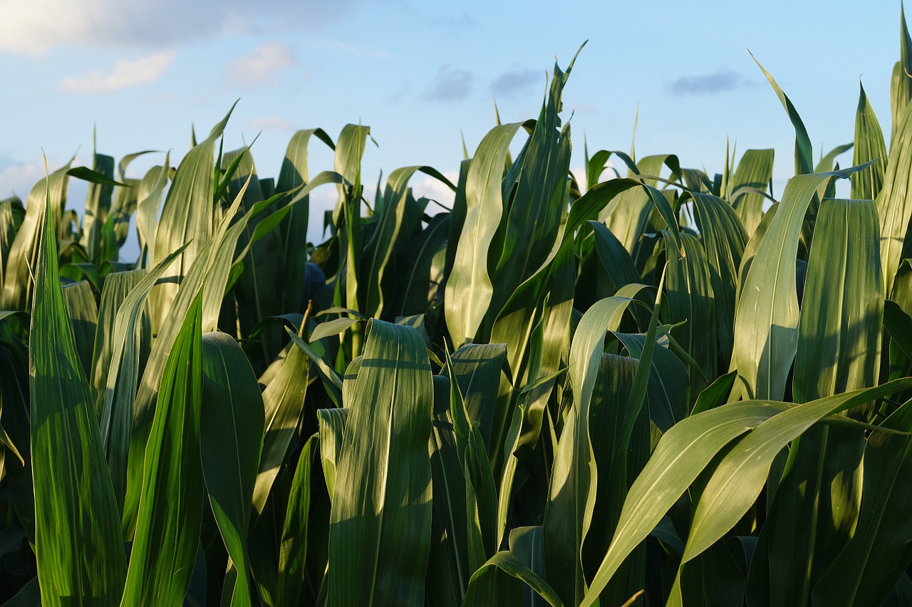 cornfield green corn free photo