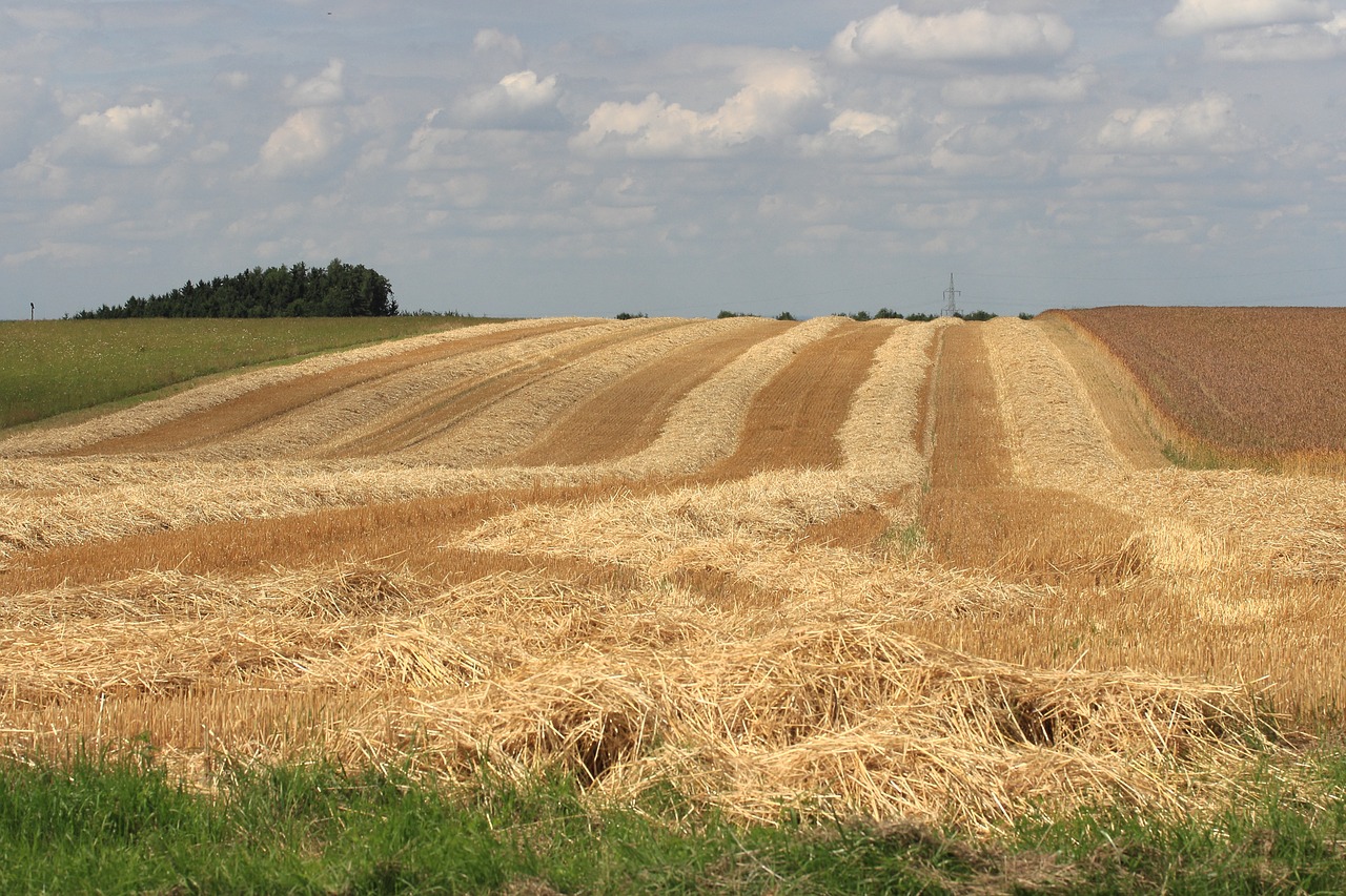 cornfield harvest time summer free photo