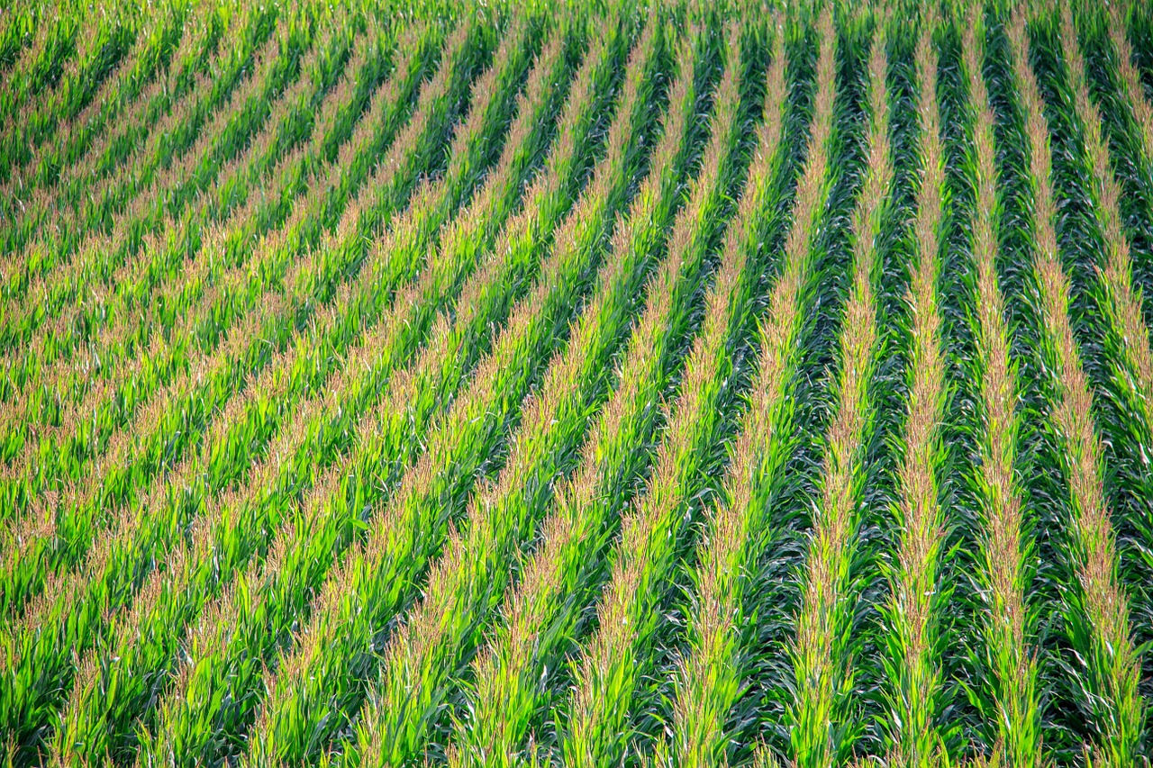 cornfield corn field free photo