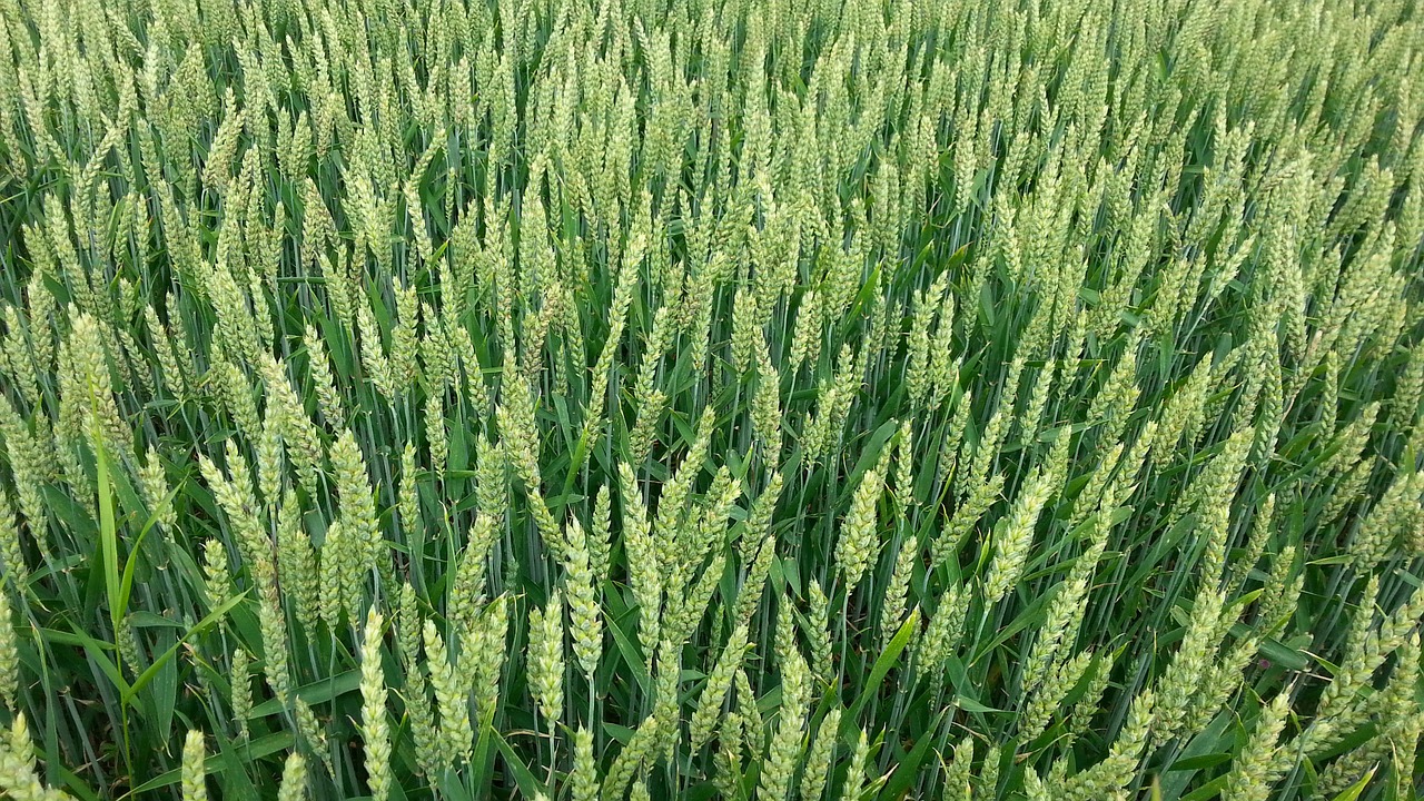 cornfield grain field free photo