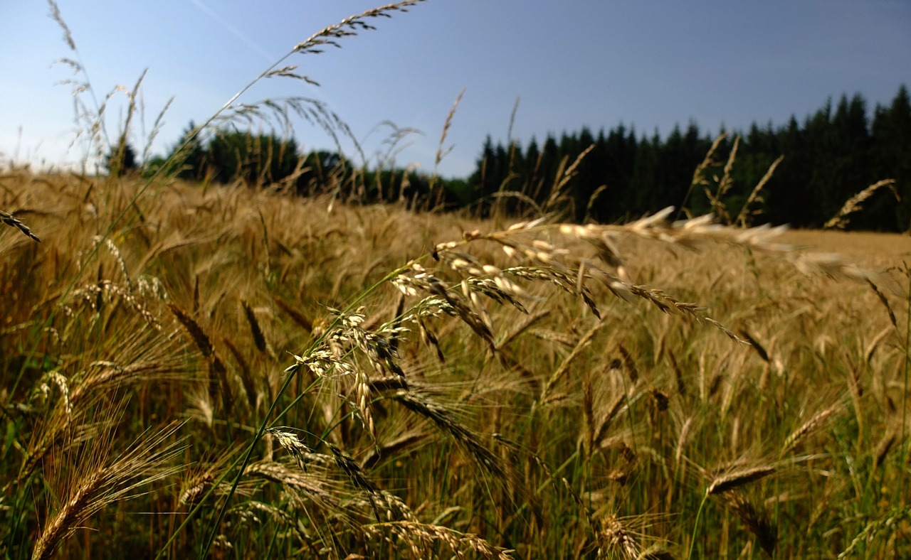 cornfield nature sun free photo