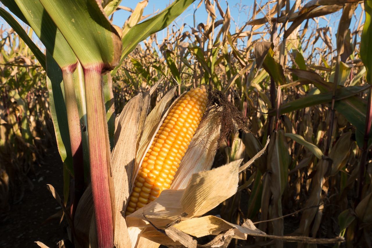 cornfield corn on the cob corn free photo