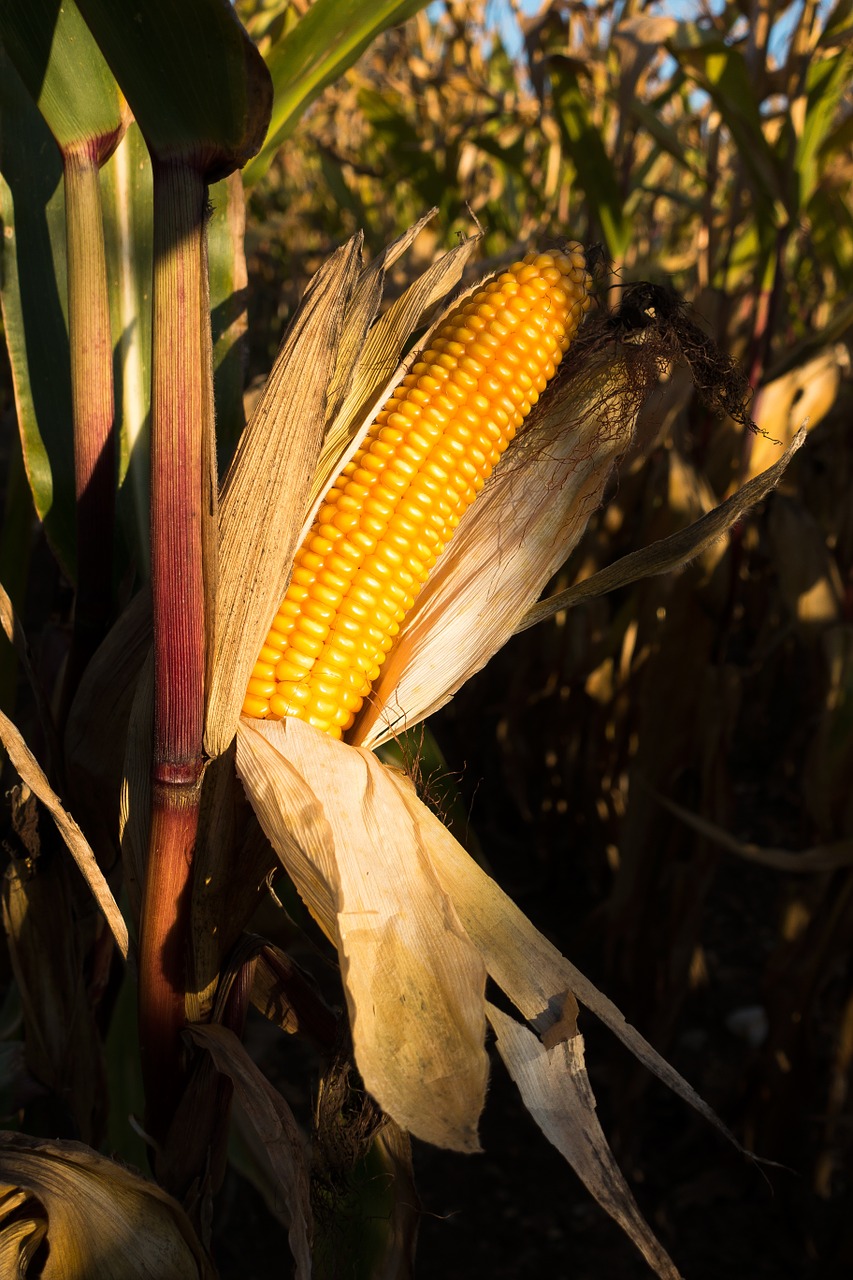 cornfield corn on the cob corn free photo