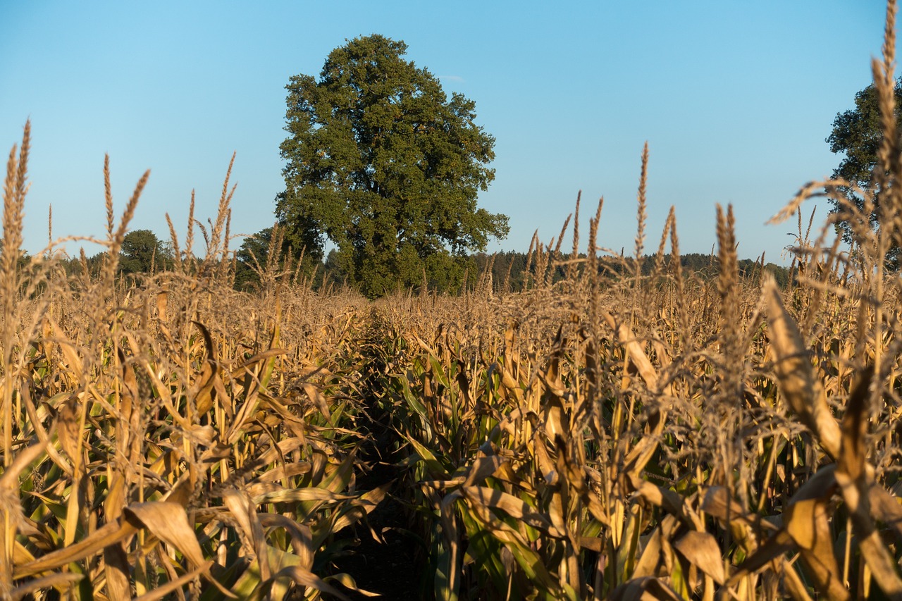 cornfield corn zea mays free photo