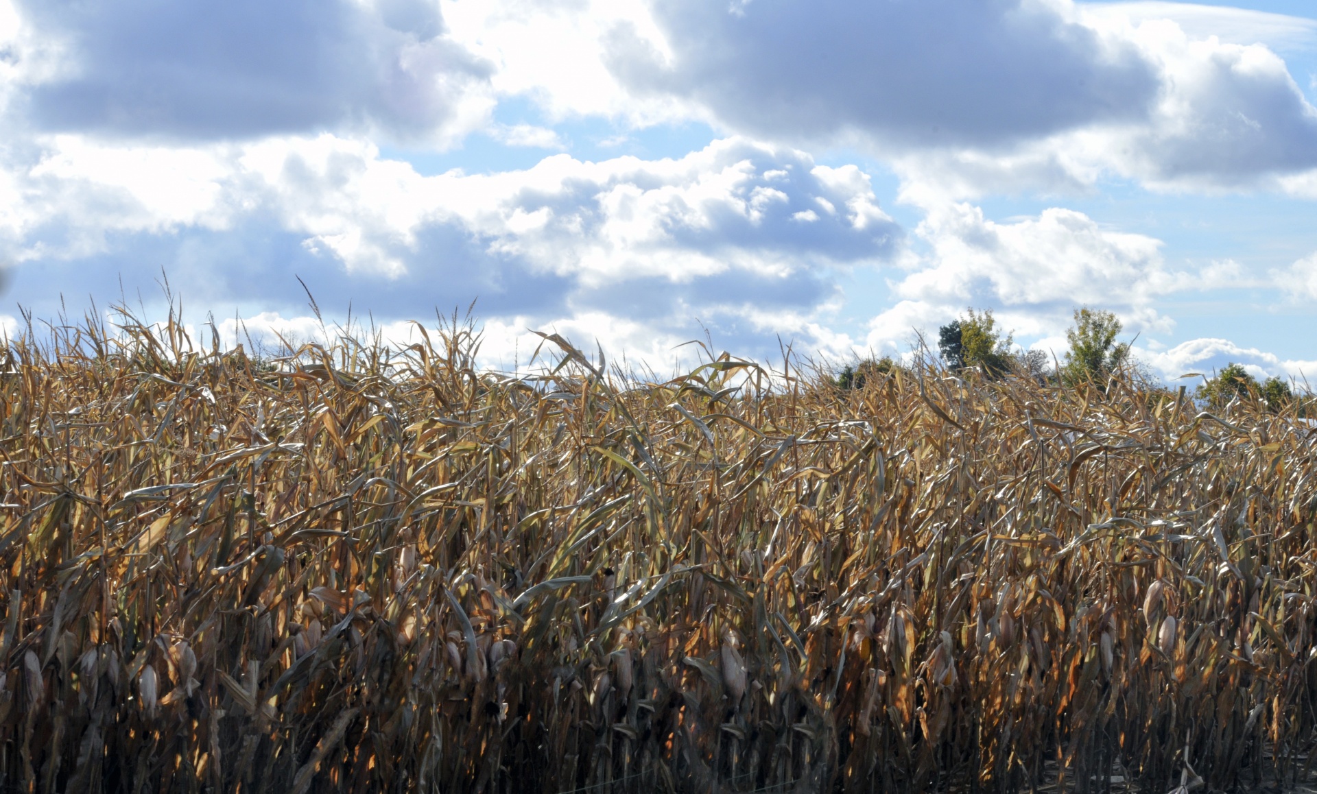 corn cornfield cornstalks free photo