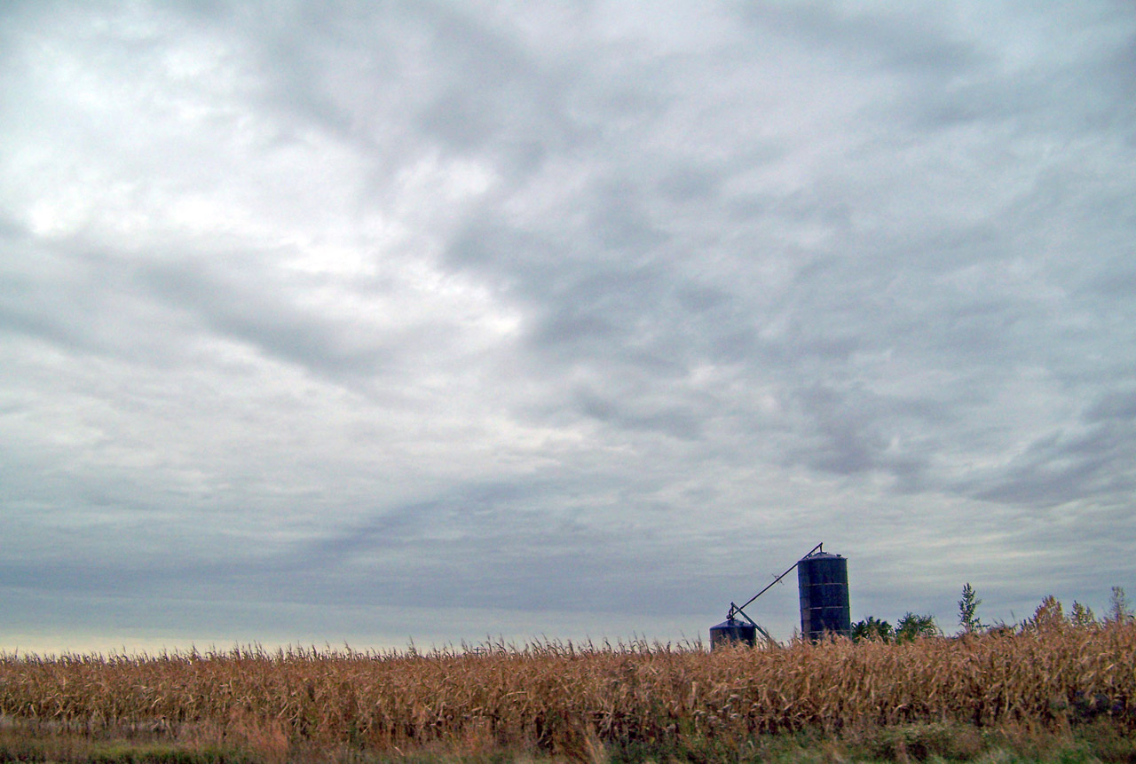 corn field cornfield free photo