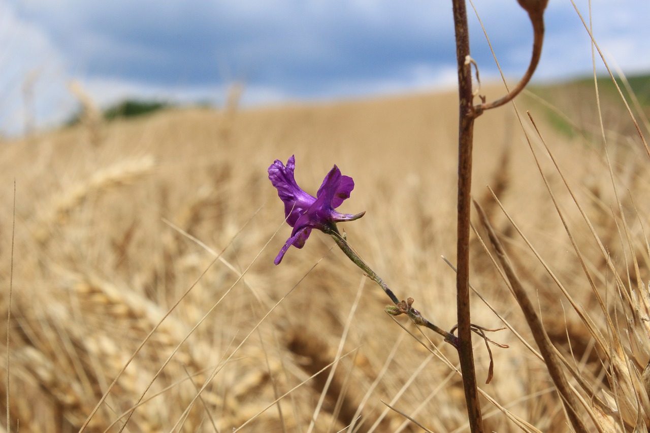 cornfield with flowers  wheat  bloom free photo