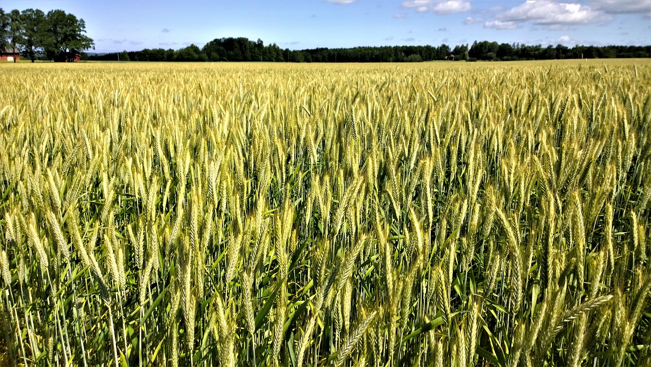 Как цветет пшеница на полях фото