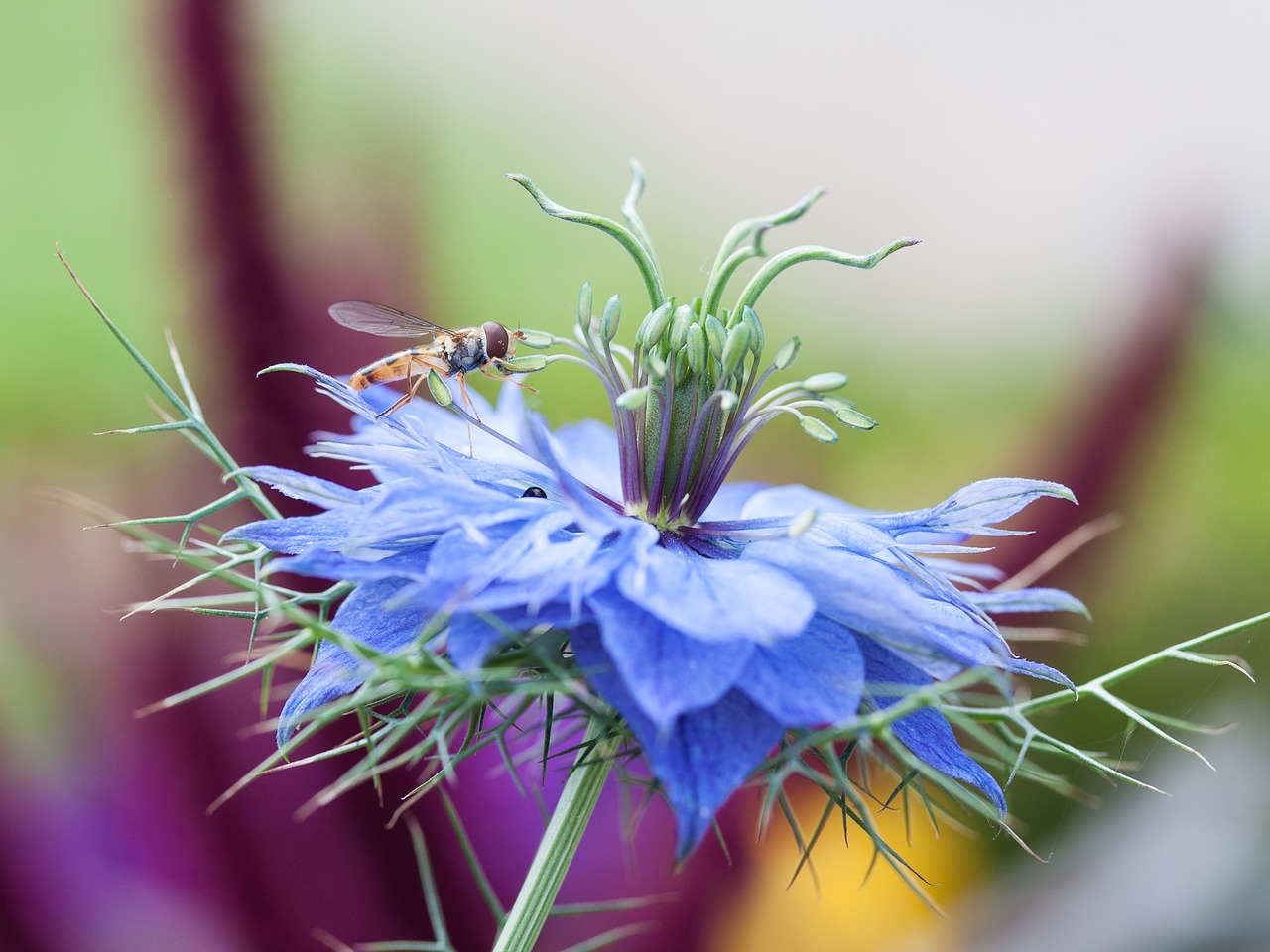 cornflower hoverfly macro free photo