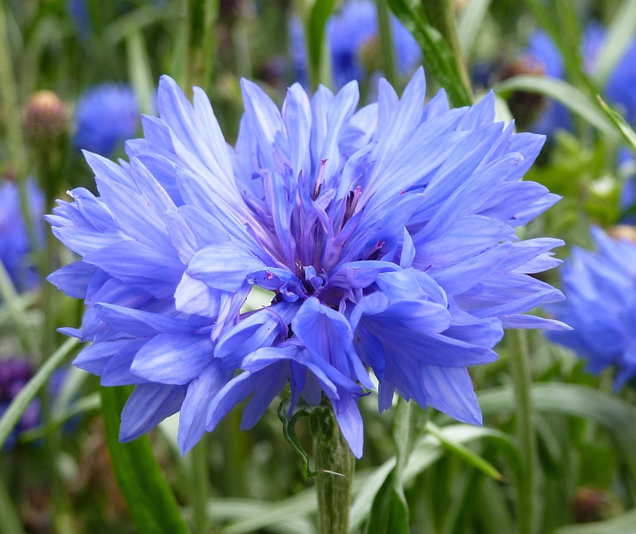 cornflower blue summer free photo