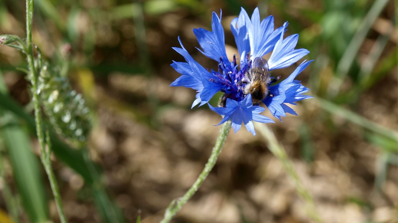 cornflower blue plant free photo