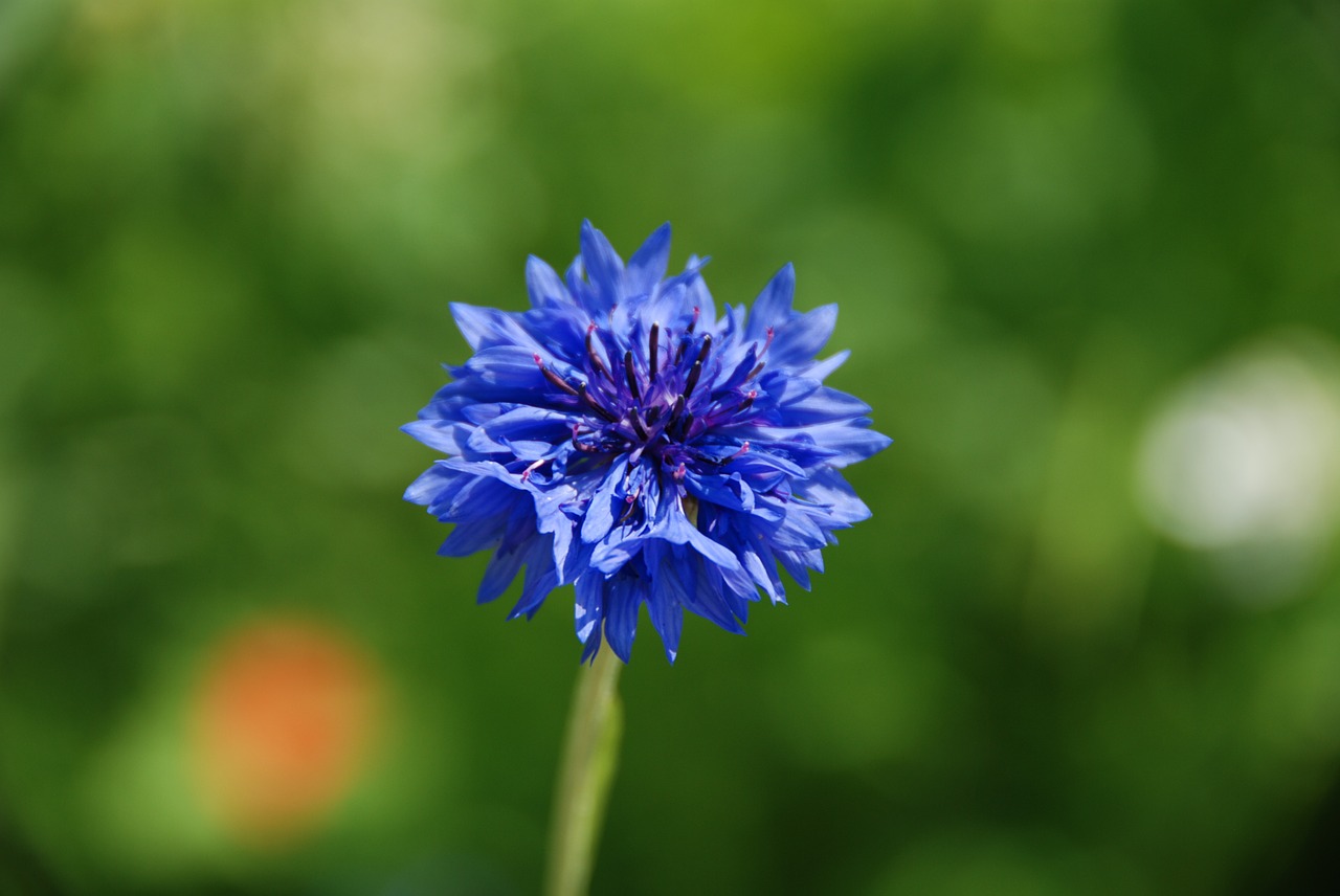 cornflower blue plant free photo