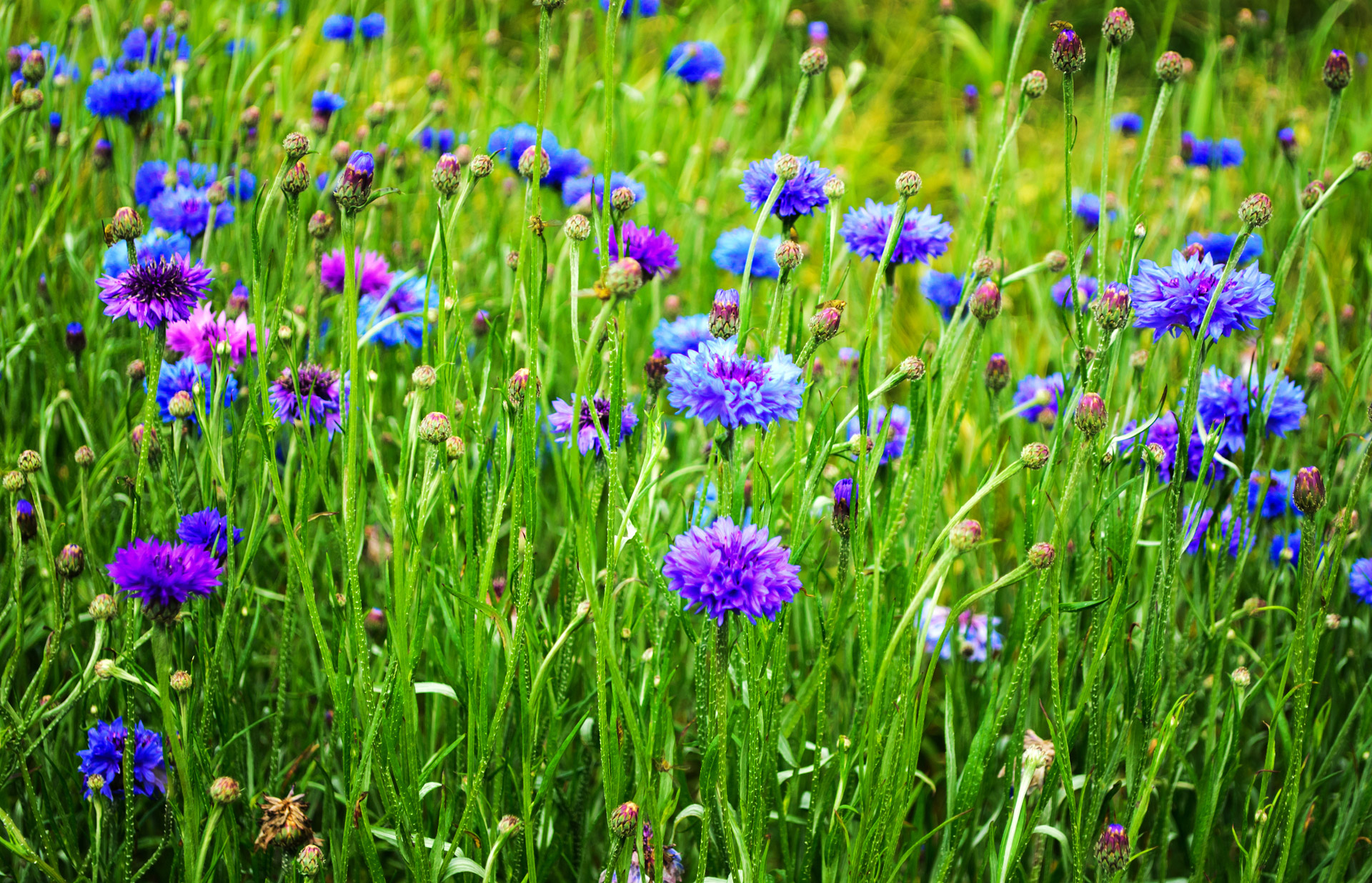 beauty blossom bluebottle free photo