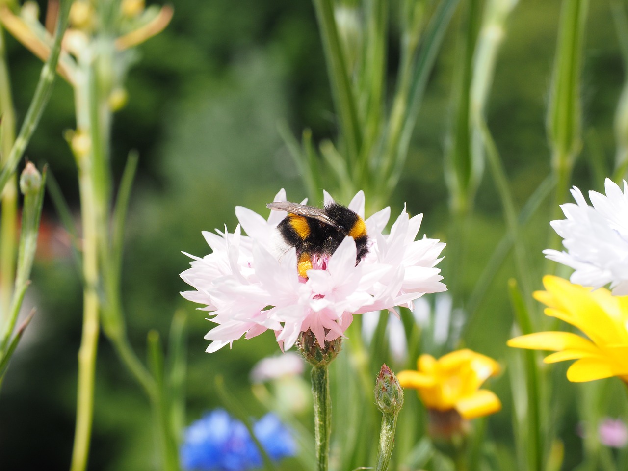 cornflower flower blossom free photo