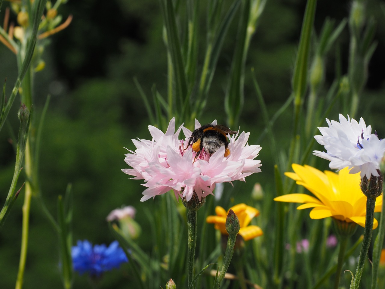 cornflower flower blossom free photo