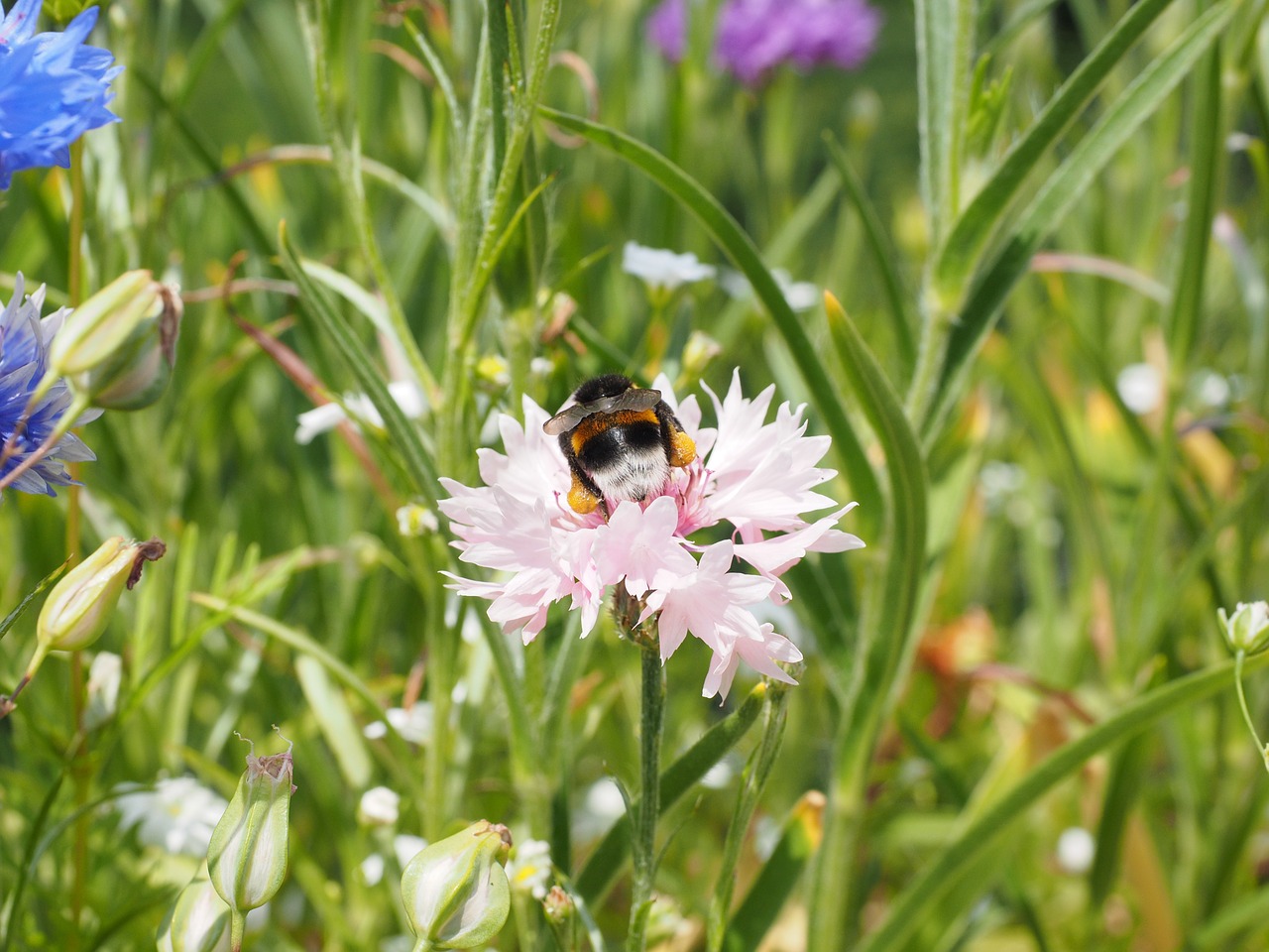 cornflower flower blossom free photo