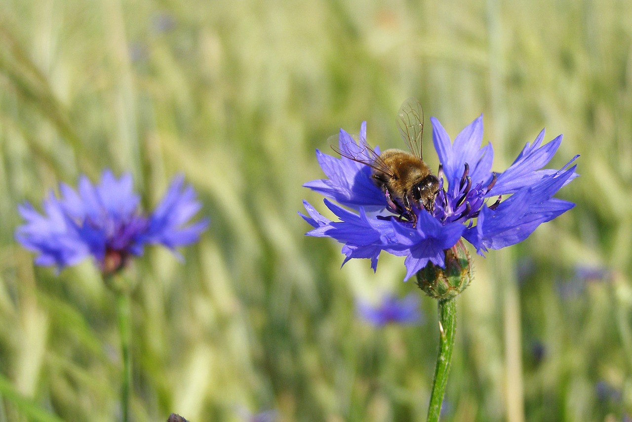 cornflower bluebottle bumblebee free photo