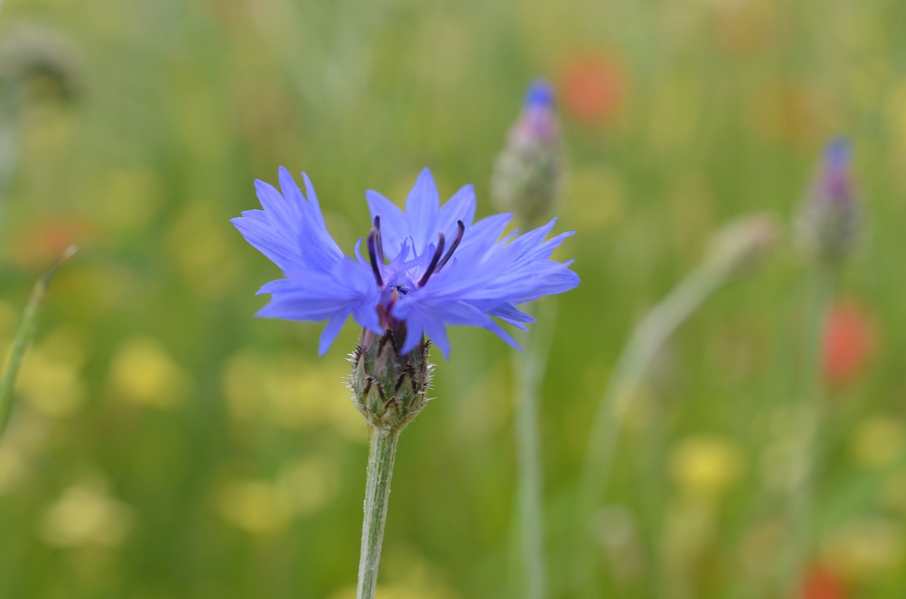 cornflower flower meadow free photo