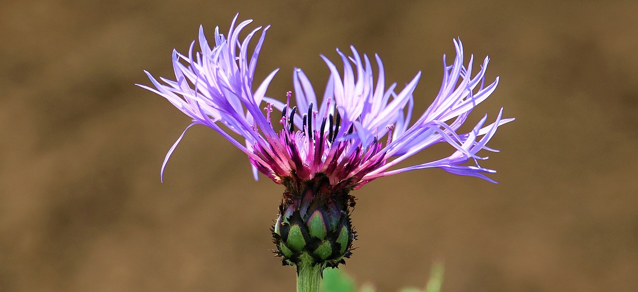 cornflower violet blossom free photo