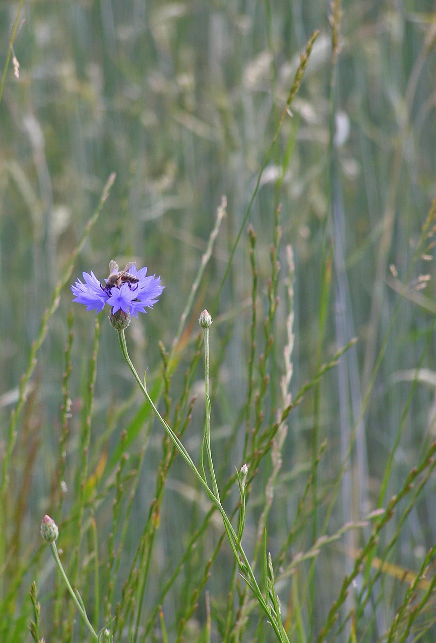 cornflower flower blue free photo