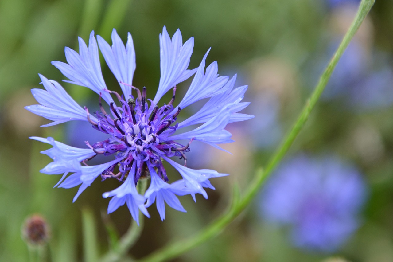 cornflower blossom bloom free photo