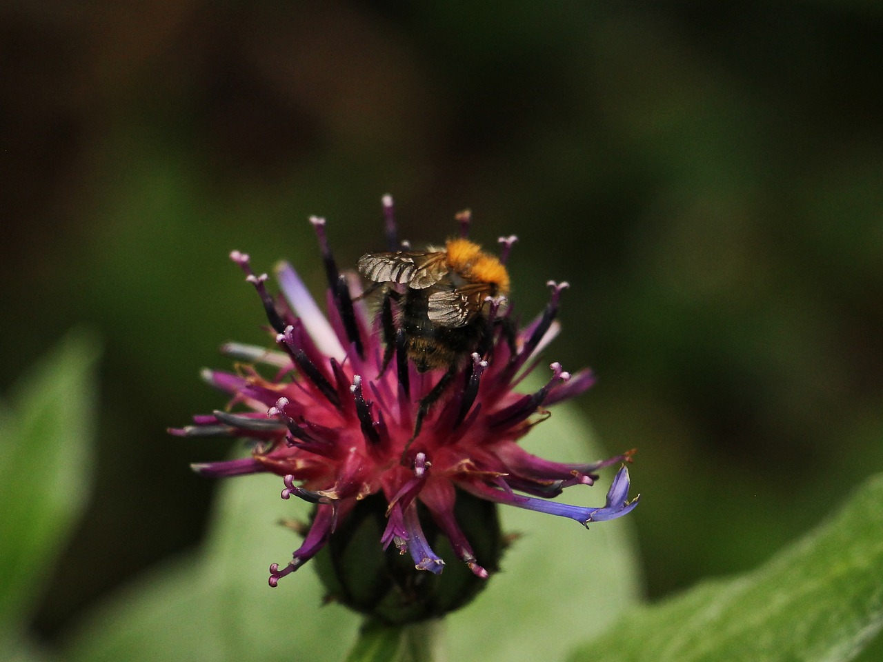 cornflower hummel sprinkle free photo