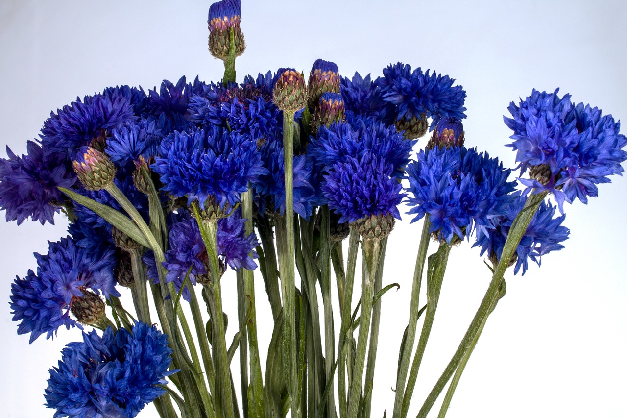 cornflower flower wild flower free photo