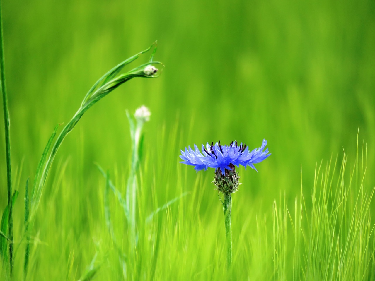 cornflower blue blossom free photo