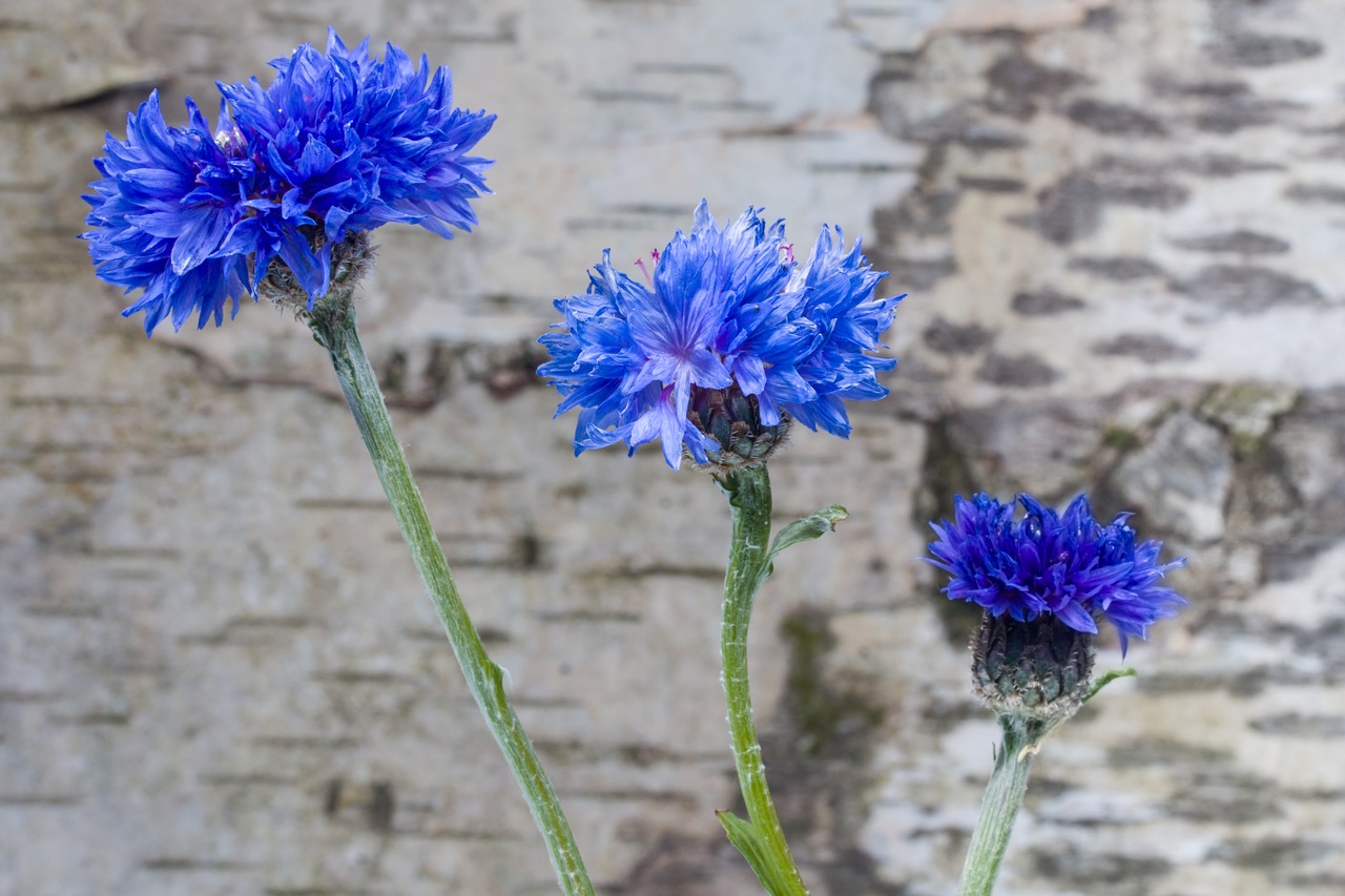 cornflower flower blue free photo