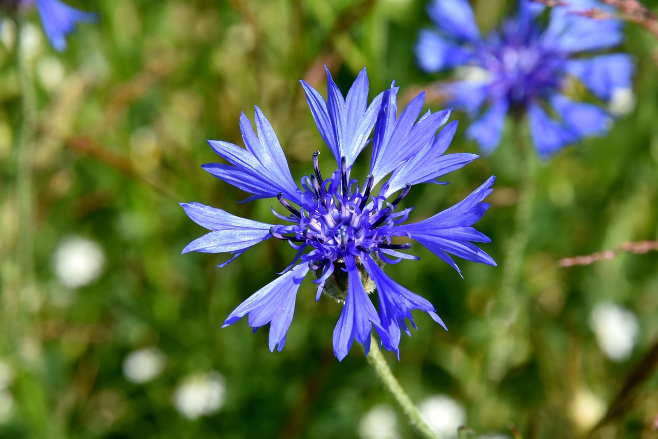 cornflower wildflowers flower free photo