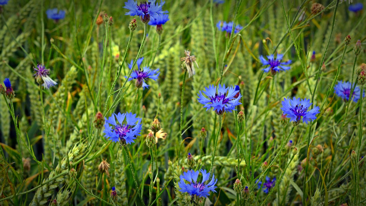 cornflower blossom bloom free photo