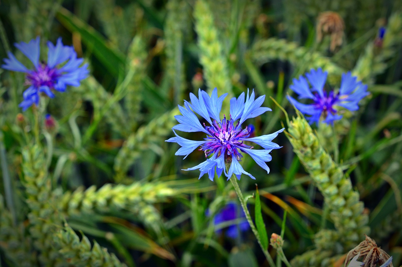 cornflower blossom bloom free photo