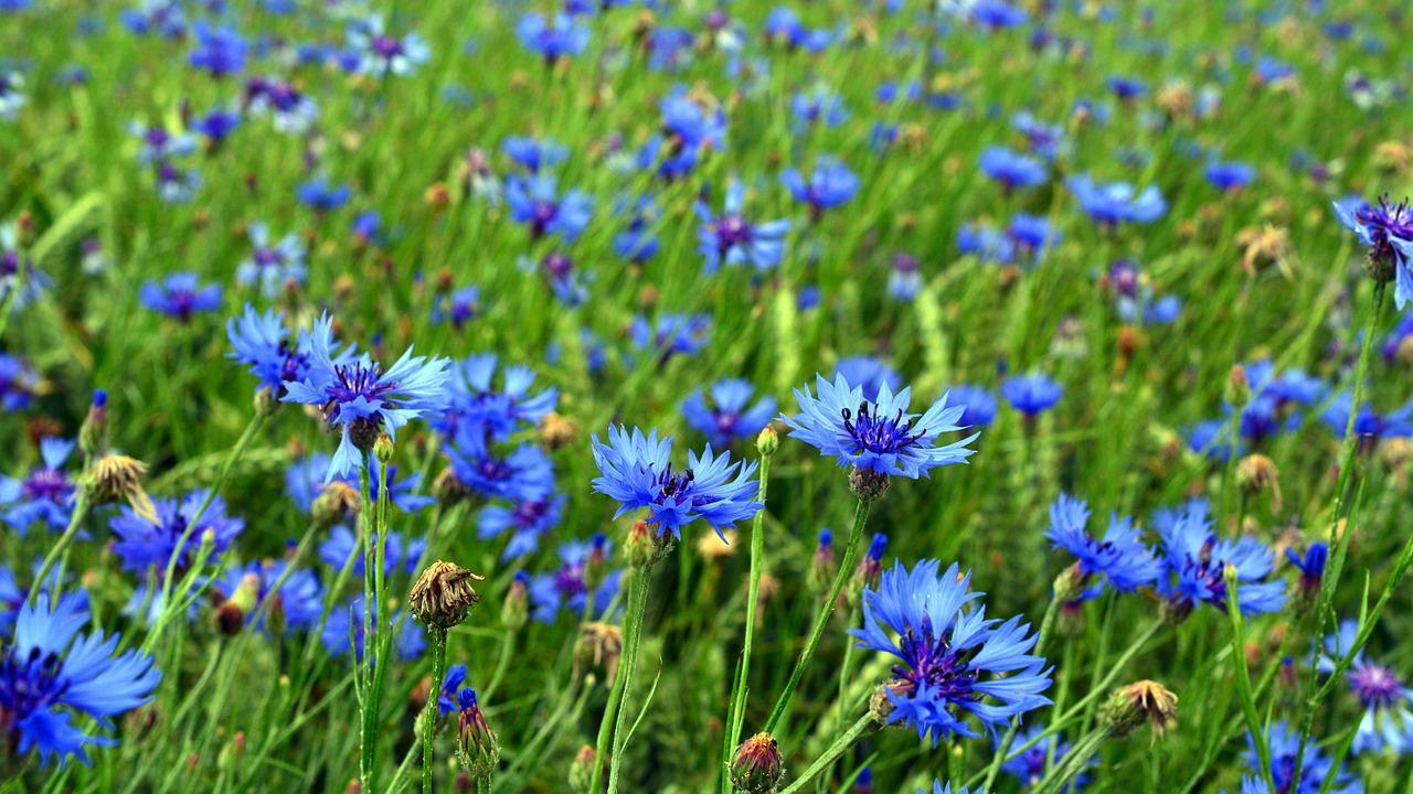 cornflower blossom bloom free photo