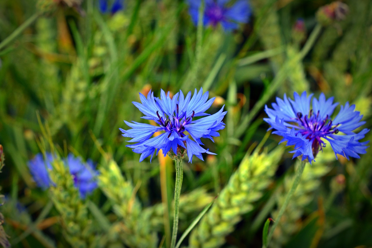 cornflower blossom bloom free photo