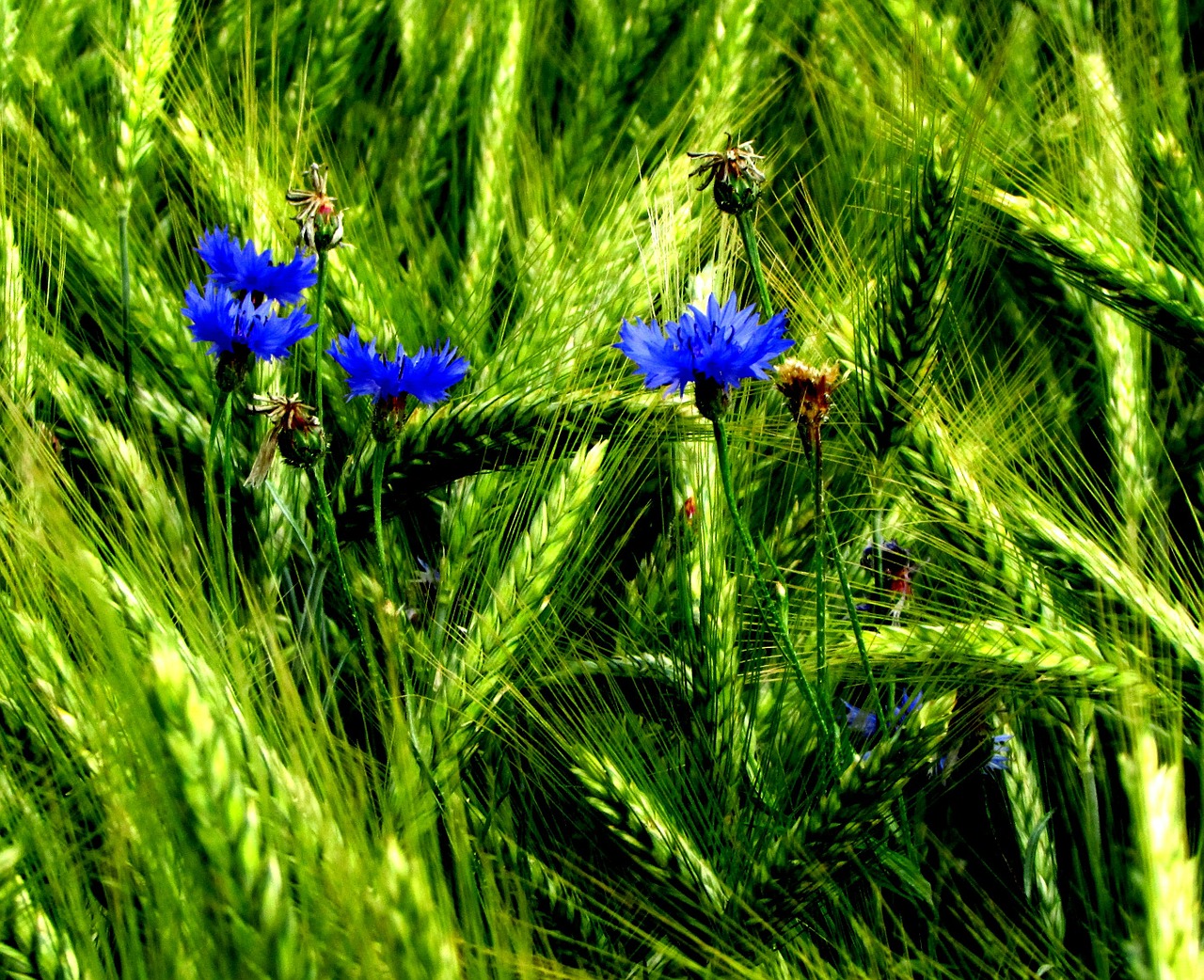 cornflower field blue free photo