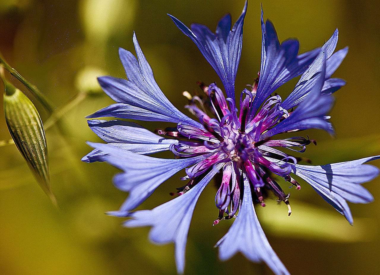 cornflower flower a flower of the field free photo