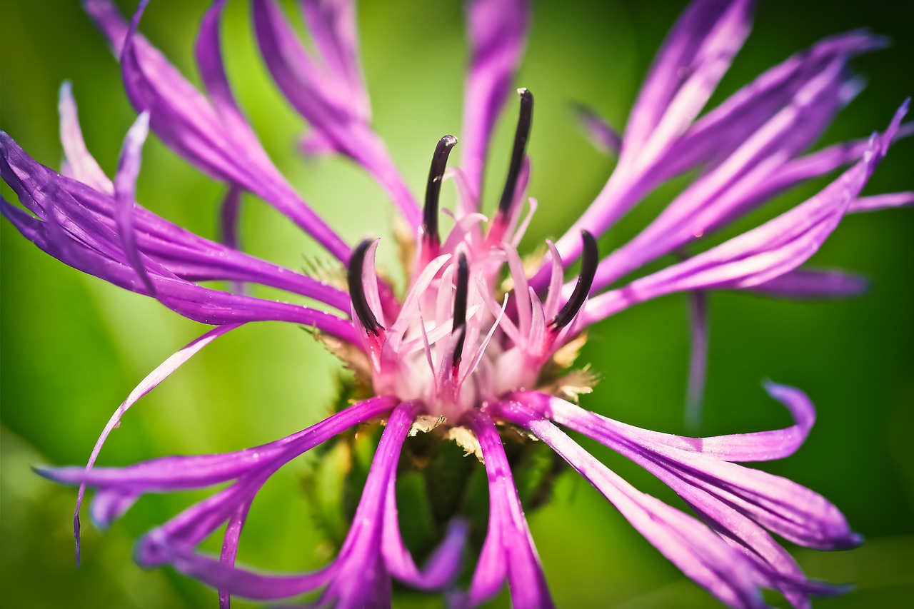 cornflower flower blue free photo