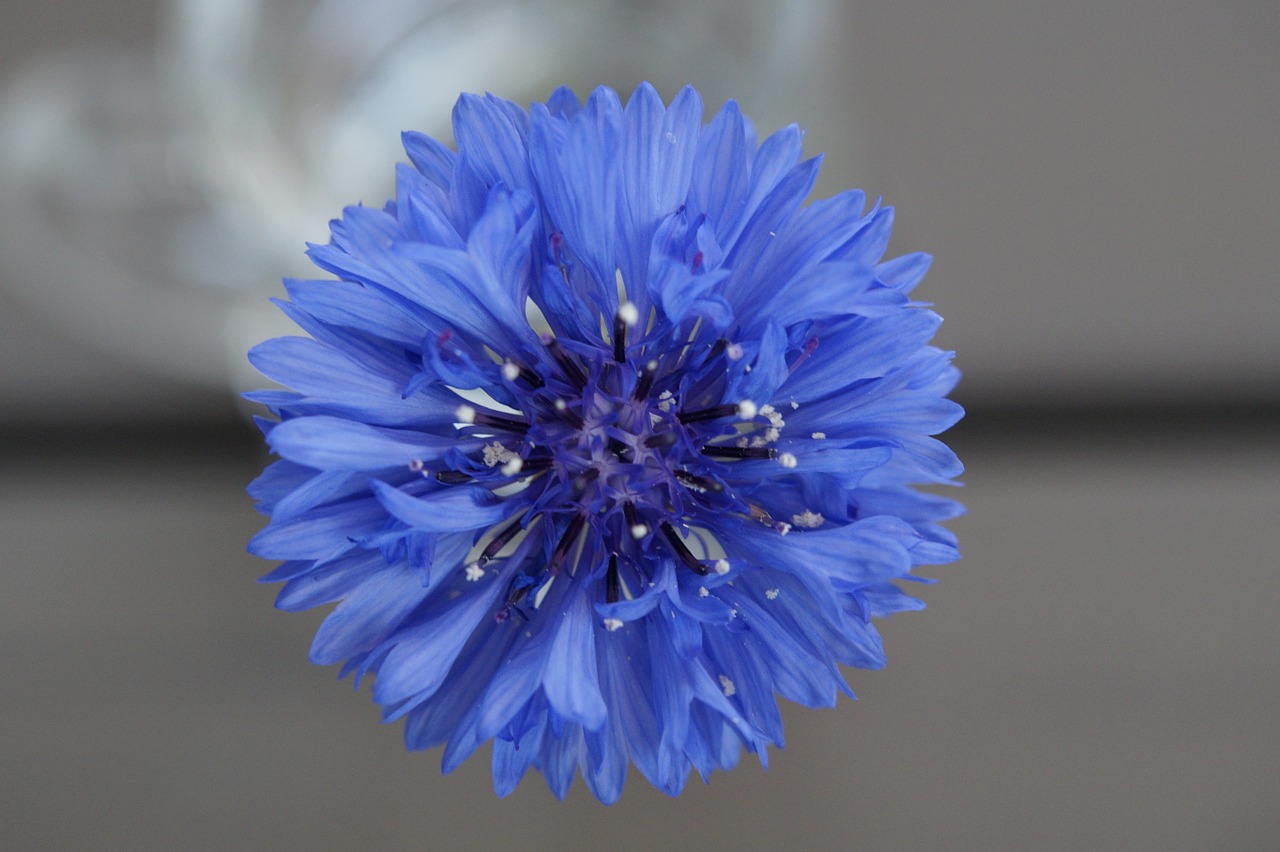 cornflower blue flower free photo