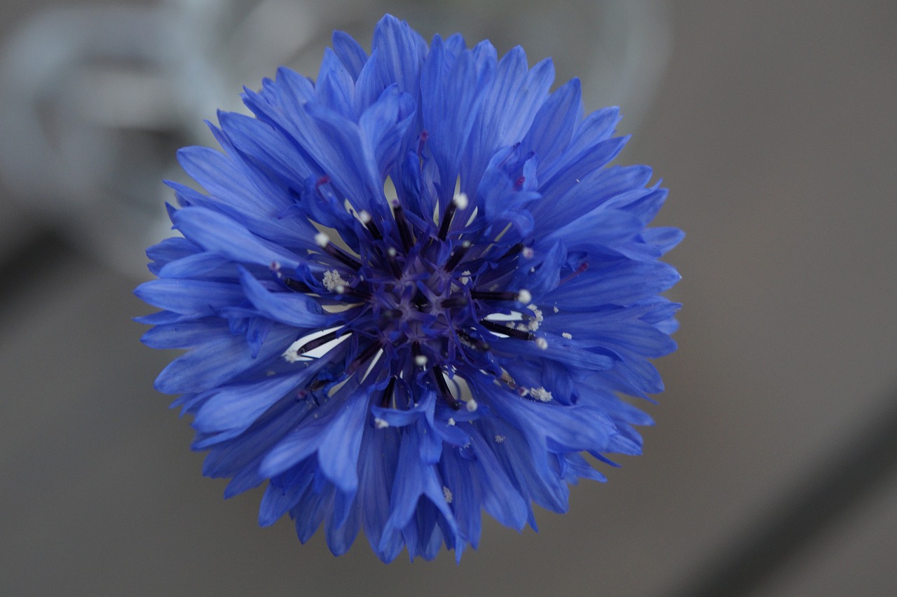 cornflower wild flower flower free photo