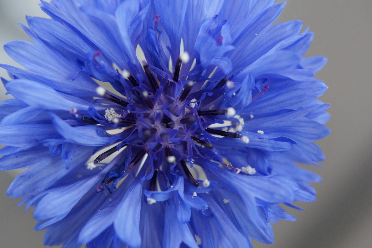 cornflower wild flower flower free photo