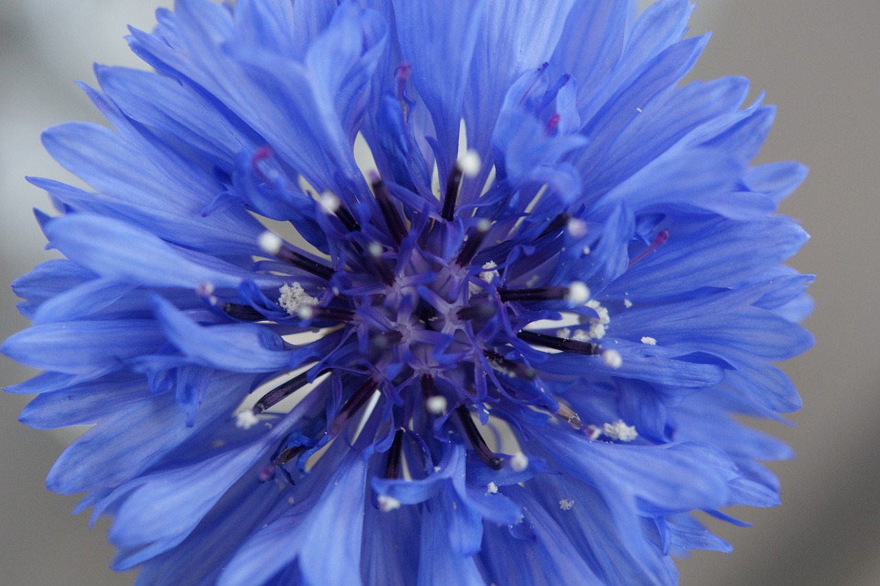 cornflower blue flower free photo