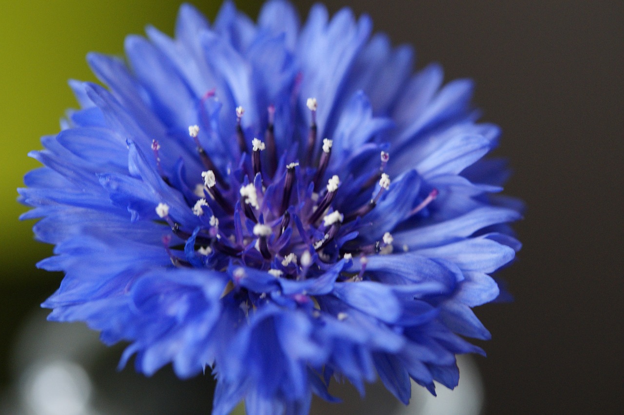 cornflower wild flower flower free photo