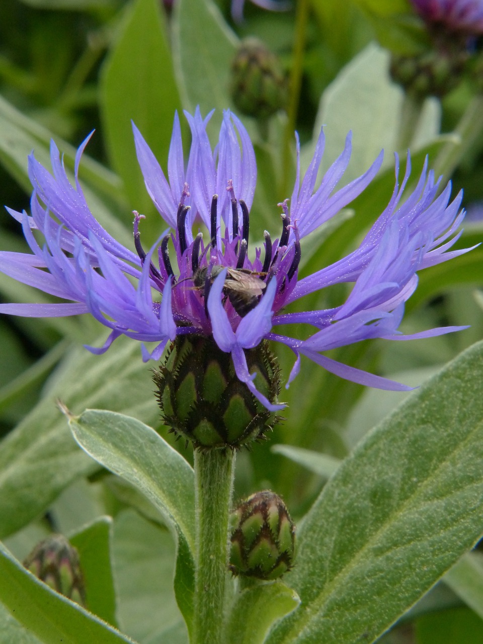 cornflower blue wild flower free photo