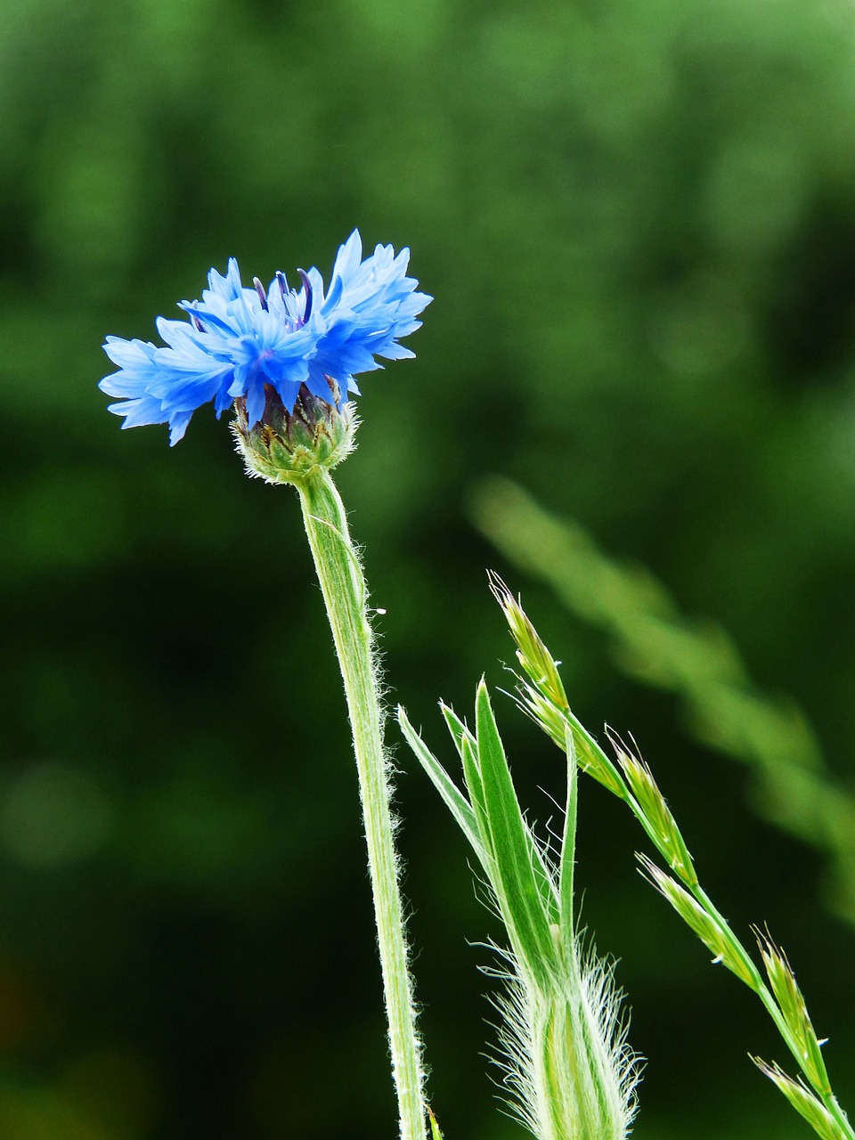 cornflower blue flower free photo