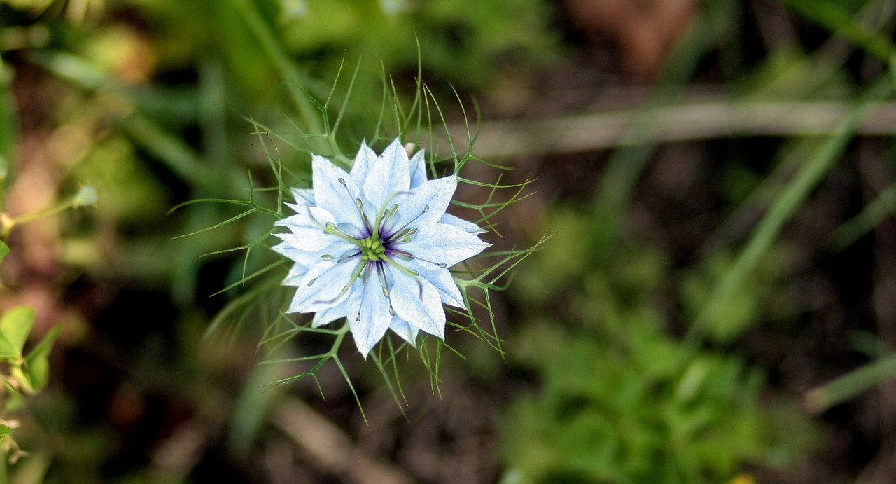 cornflower flower blue free photo